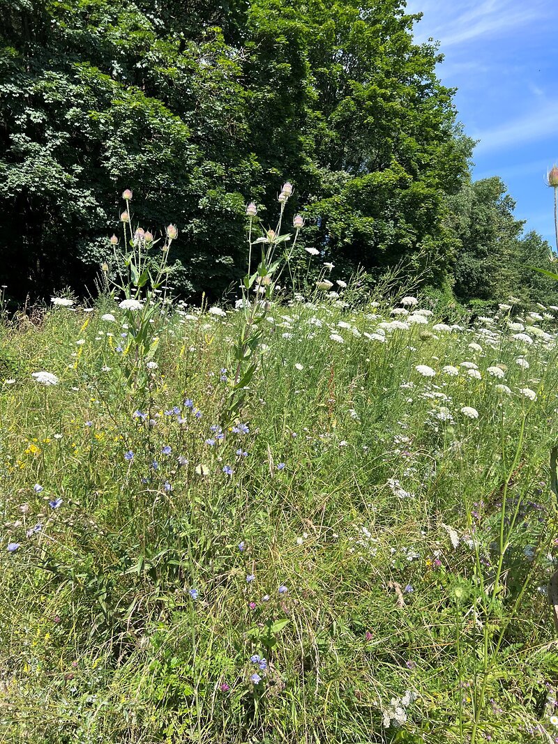 Wildkr&auml;uter am Wegesrand im Hochsommer