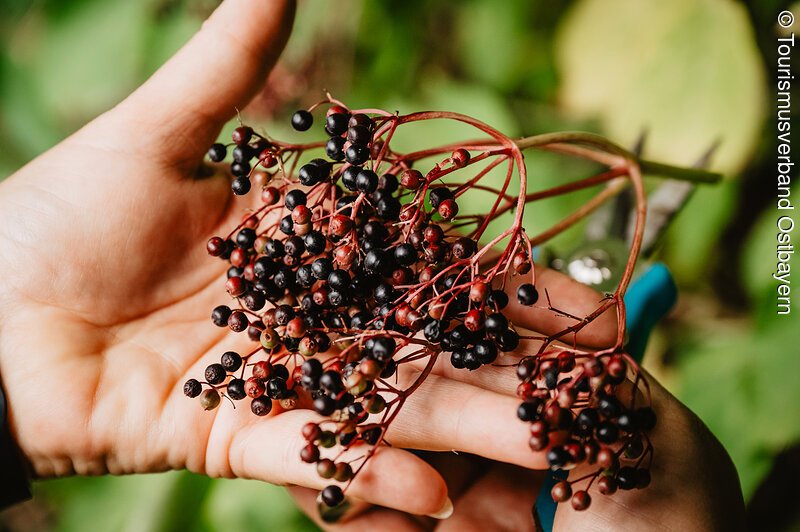 Zwei H&auml;nde halten einen Zweig mit kleinen schwarzen und roten Beeren vor gr&uuml;nem Hintergrund.