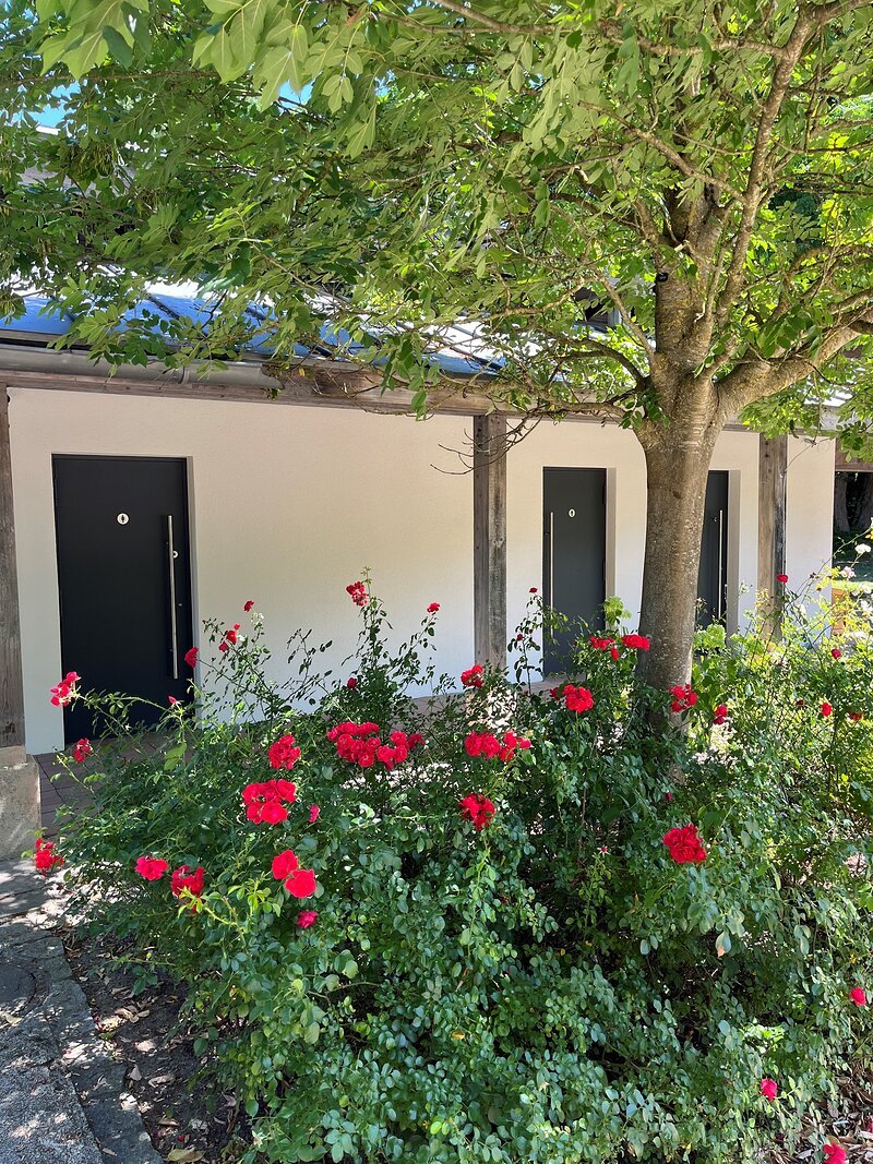 Busch mit roten Rosen vor Baum und drei schwarzen T&uuml;ren an wei&szlig;er Hauswand bei Sonnenschein