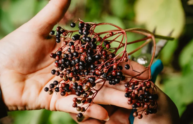 Zwei Hände halten einen Zweig mit kleinen schwarzen und roten Beeren vor grünem Hintergrund.